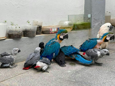 Parrots.jpg