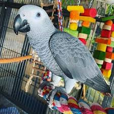 African Grey Parrot – Healthy, Hand-Raised, Well