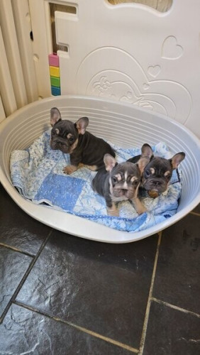 QUALITY FRENCH BULLDOG BIGROPE PUPPIES