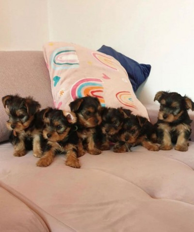 AKC Yorkie puppies for sale