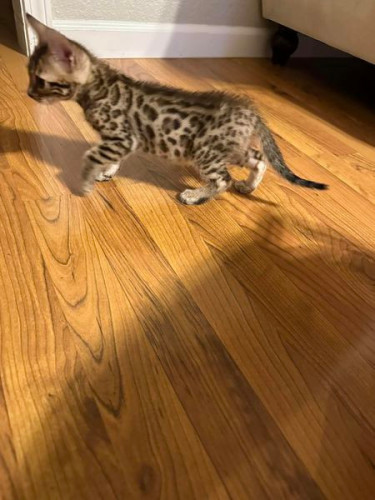 Adorable Bengal kittens for adoption