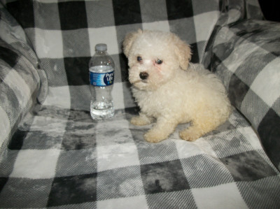 Toy Poodle puppies for sale