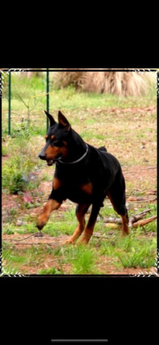 Doberman Puppies for sale