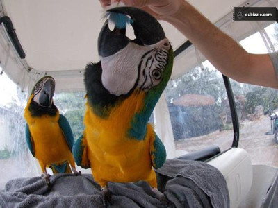 Hand raised and very friendly blue and gold macaws
