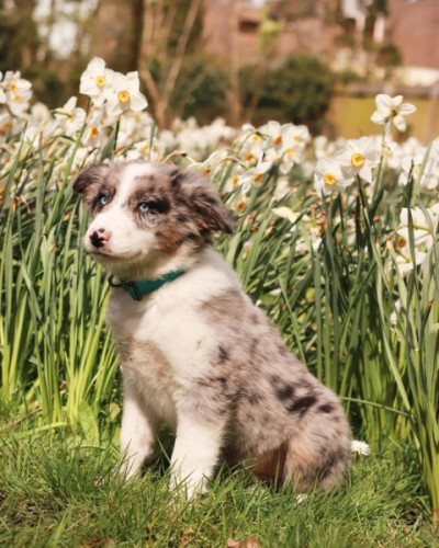 Poty trained border collie pups for sale