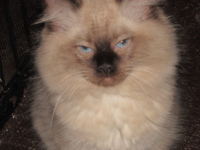 Ragdoll kittens for sale