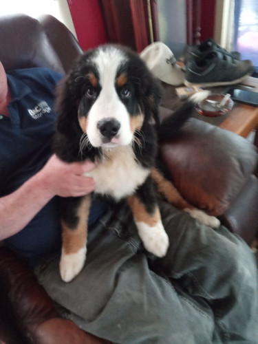 AKC Registerable Bernese mountain dog puppies 