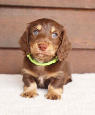 Awesome mini Dachshund puppies for sale