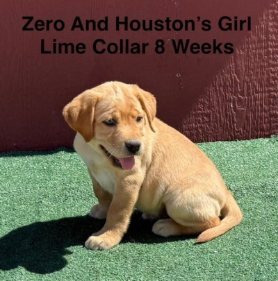 AKC Light Fox Red And Yellow Labrador Puppies