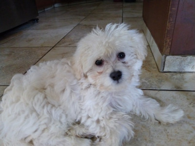 MaltiPoo *Maltese n French Toy Poodle Small Male 