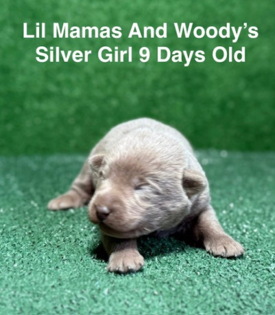 AKC Female Silver Labrador Puppy