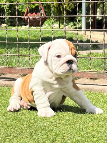 Chunky English Bulldog puppies 