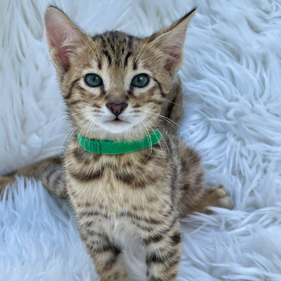 Cute  F2 Savannah kittens available