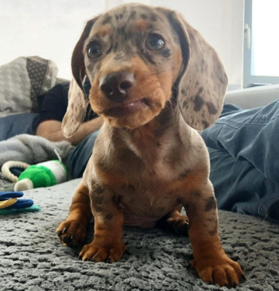 cute dachshund available