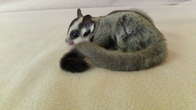 Sugar gliders Kaufman Texas 