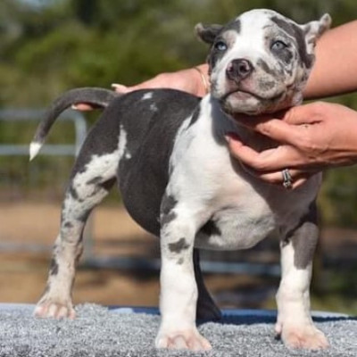 About Pocket Bully for Sale at American Bully Farm