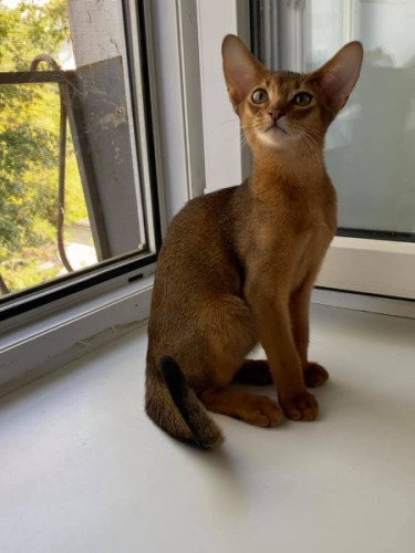 Loving Abyssinian Cats Looking for Forever Homes