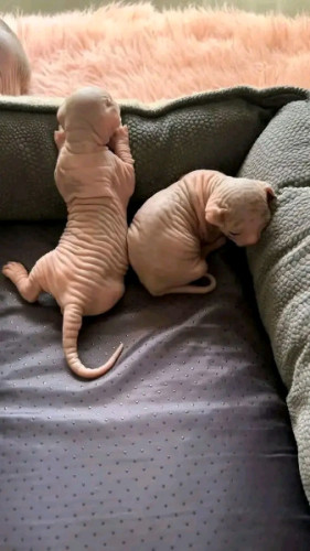 SPHYNX CAT 