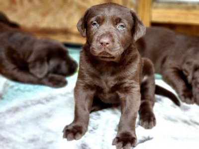 AKC Champion Bloodline Labrador Retriever Puppy!