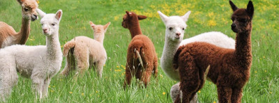 Alpacas for sale