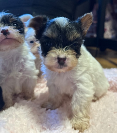 CKC Yorkshire Terrier