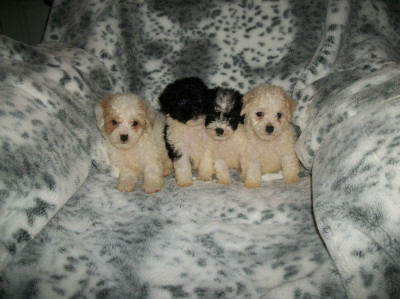 Toy Poodle puppies for sale