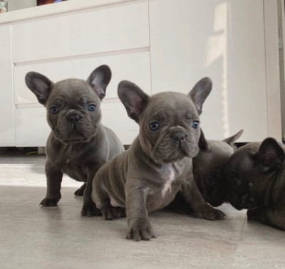 Blue French Bulldog Puppies 
