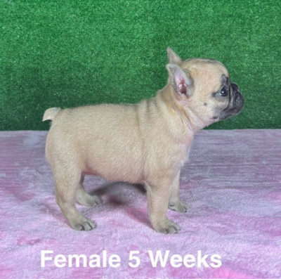 AKC Female French Bulldogs