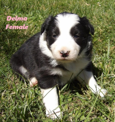 Delma - ABCA Border Collie Puppy DOB 4-19-26 