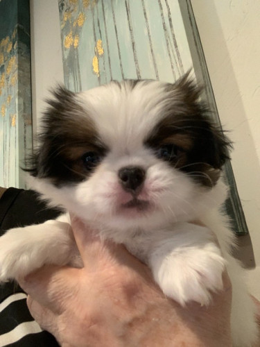 Sable/White Female &quot;Katy&quot; Japanese Chin