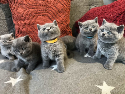   Male and Female British Shorthair Kittens