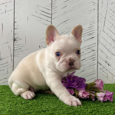 Home Raised English Bulldog Puppies Available