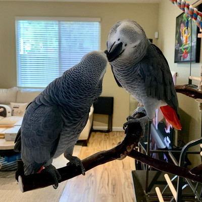 Cutest African Grey Parrots for sale. Bonded Pair