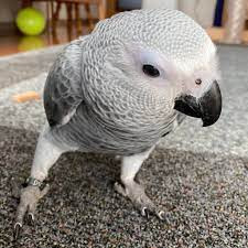 African Grey Parrots For Sale Hand Raised Birds