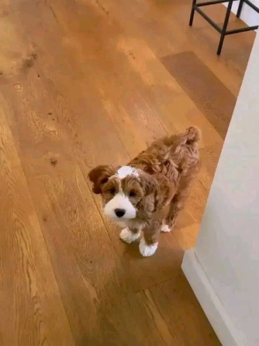 Golden Doodle For Adoption And Rehoming 