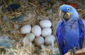 Accessories and cage Hyacinth macaw