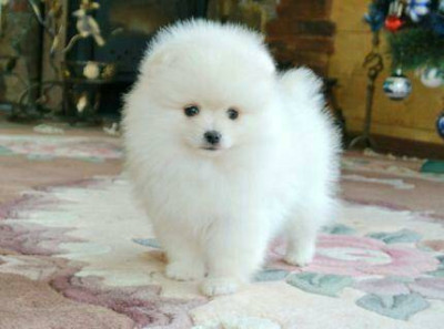 Cream fluffy Pomeranian puppies