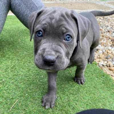 akc cane corso