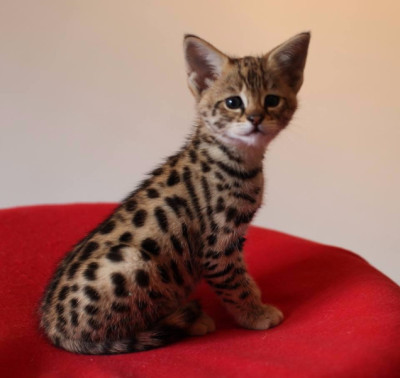 Savannah, Serval, and Caracal Kittens