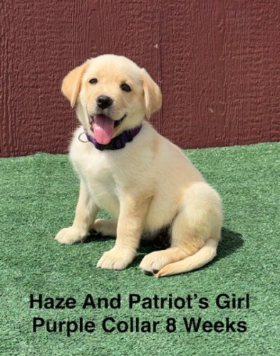 AKC Yellow And Champagne Labrador Puppies