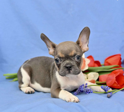 Male And Female French Bulldog Puppies Available