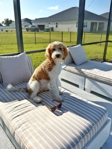 Golden Doodle And Bernedoodle For Adoption And Reh