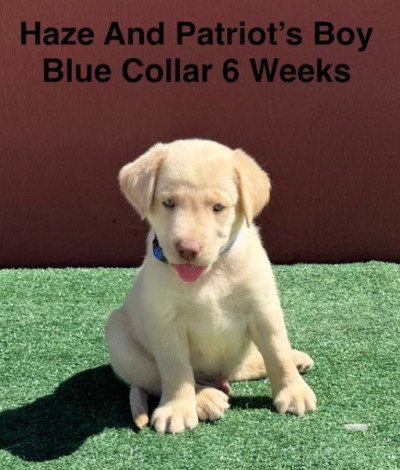 AKC Yellow And Champagne Labrador Puppies