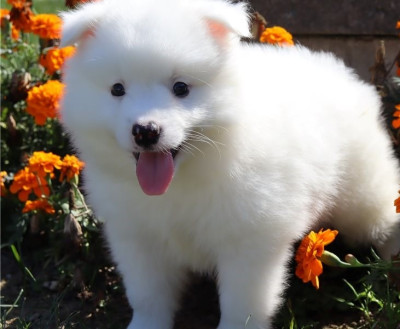 Lovely American Eskimo Dogs Puppies