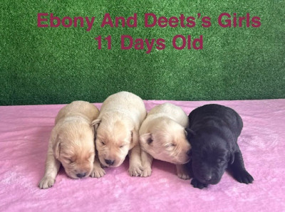 Christmas Lab Puppies AKC