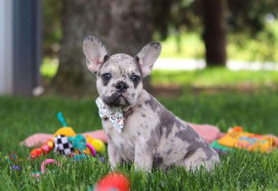Male And Female French Bulldog Puppies Available