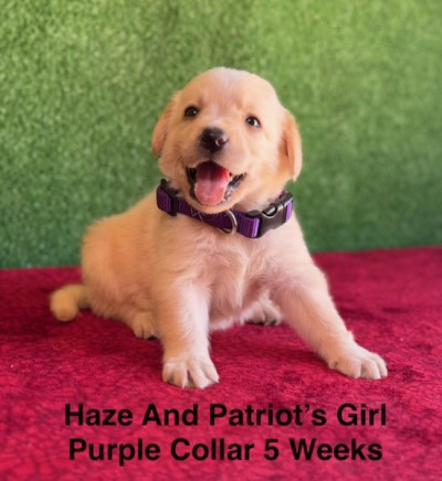 AKC Yellow And Champagne Labrador Puppies