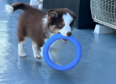 Border Collie Luna 