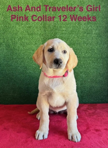 AKC Yellow Female Lab Puppies