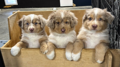 Australian Shepherd 